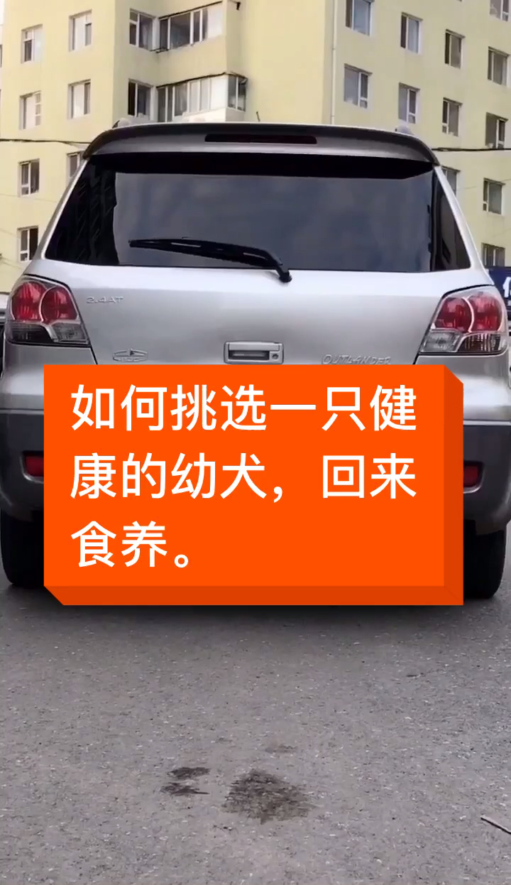 #宠物最可爱的样子#