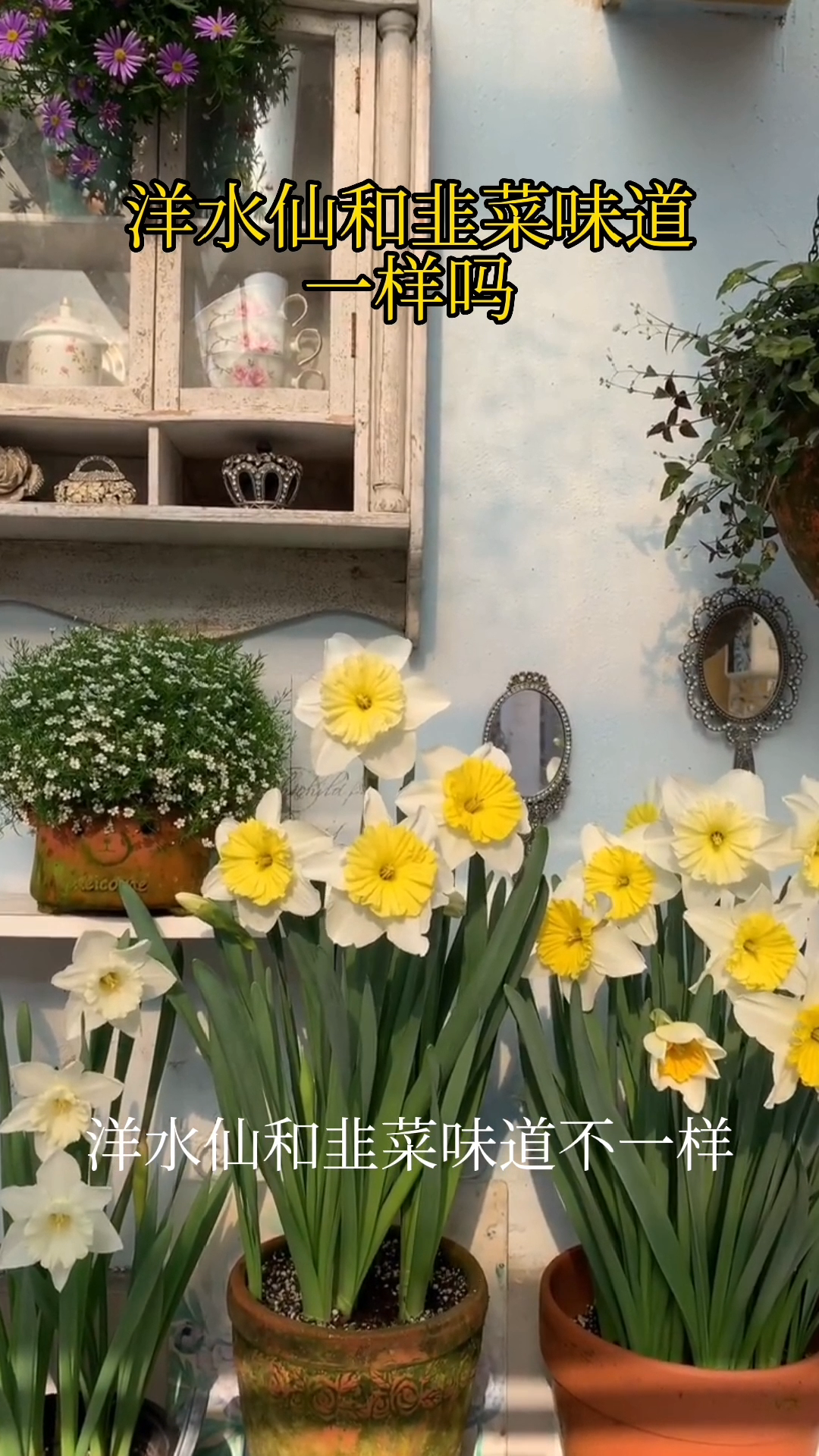 洋水仙和韭菜味道一样吗