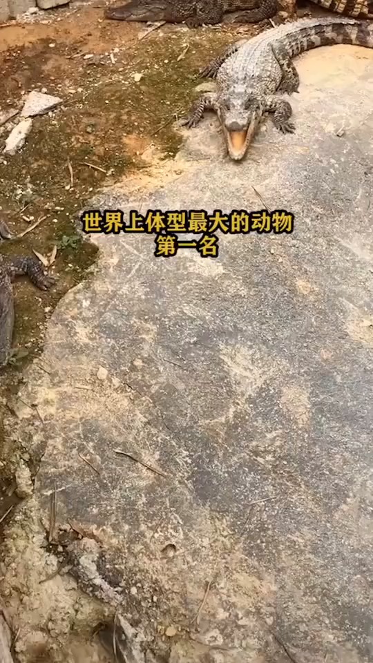 世界上体型最大的鳄鱼