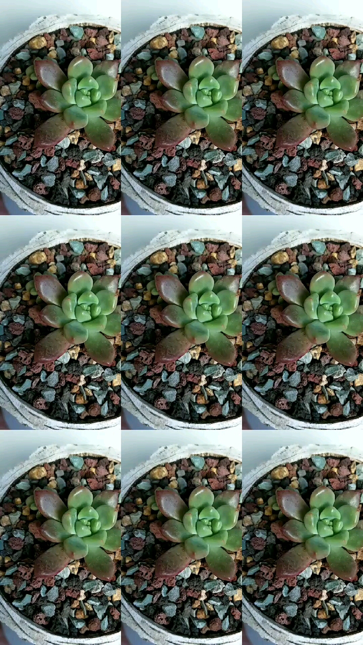多肉叫啥名?