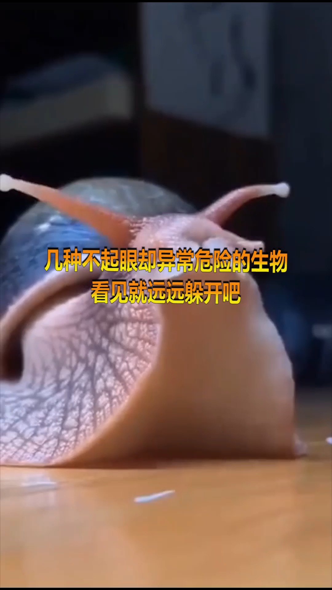 #有趣动物#几种起眼却异常危险的动物，看见后远远躲开吧！真的可怕了