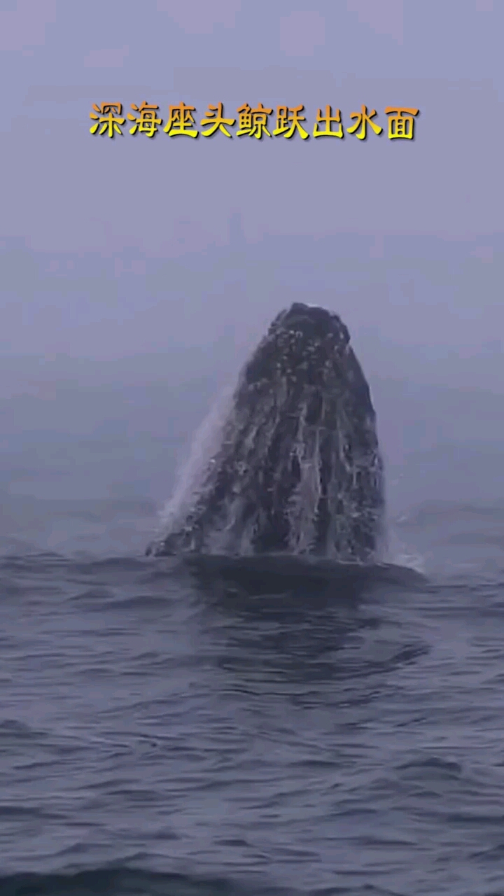 看重达60吨的深海座头鲸跃出水面场面十分震撼!!!