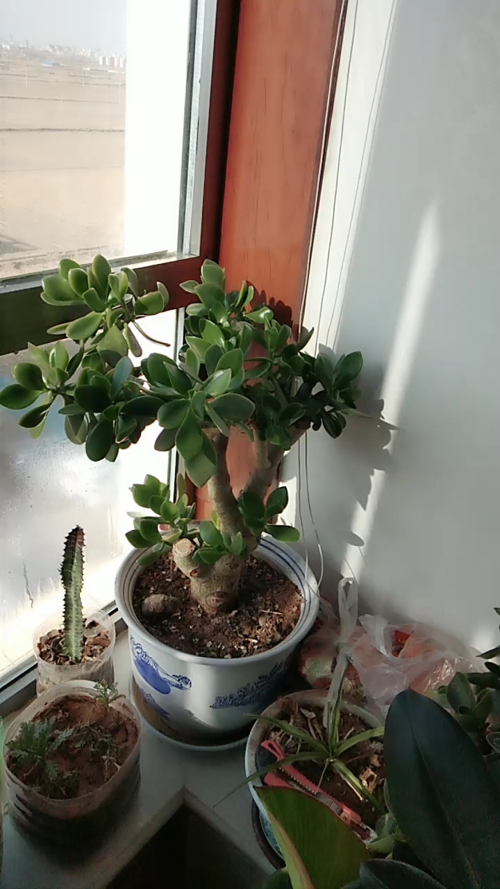 分享视频