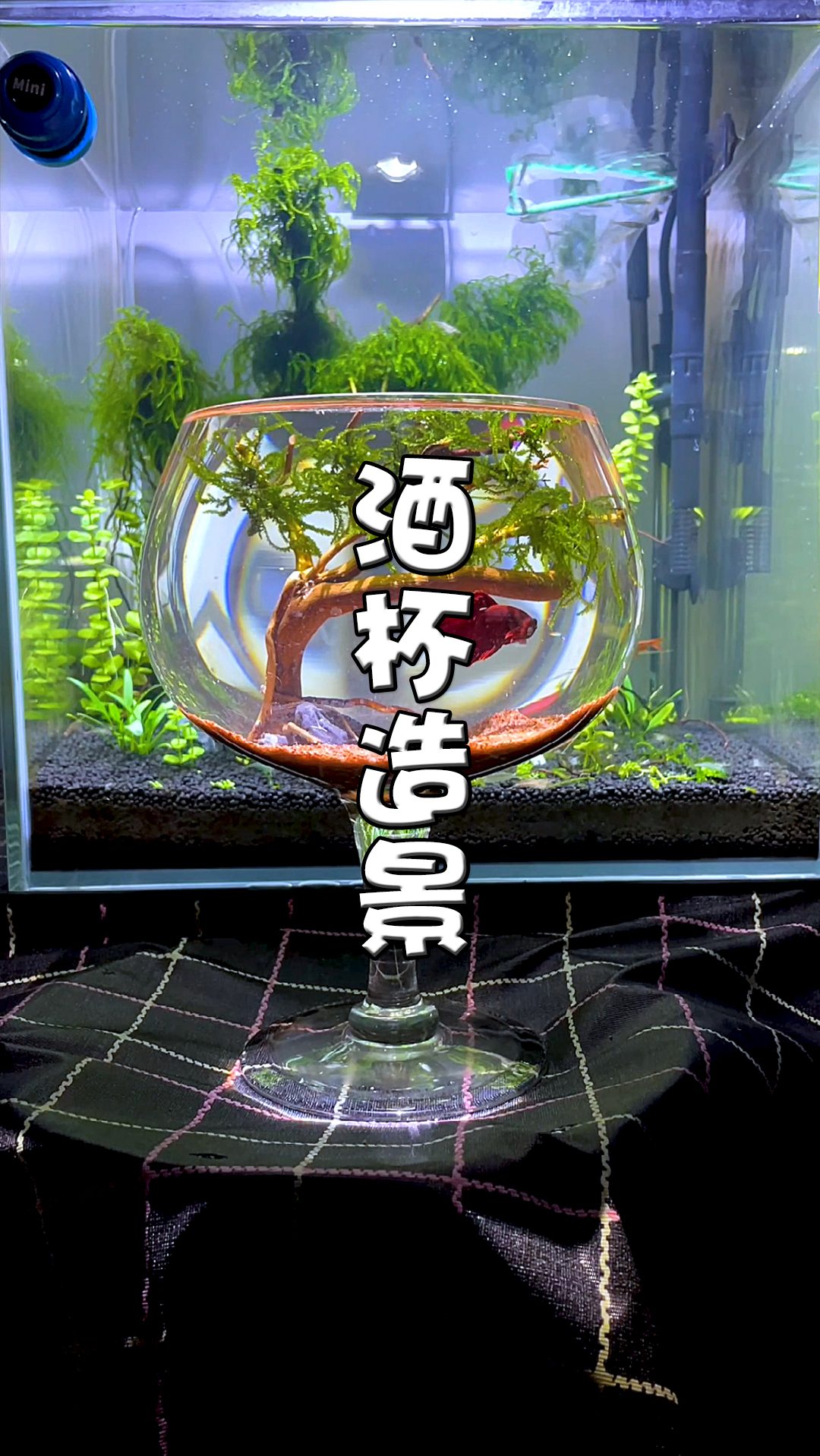#鱼缸造景#偷拿老婆的红酒杯做造景养鱼是什么感觉?