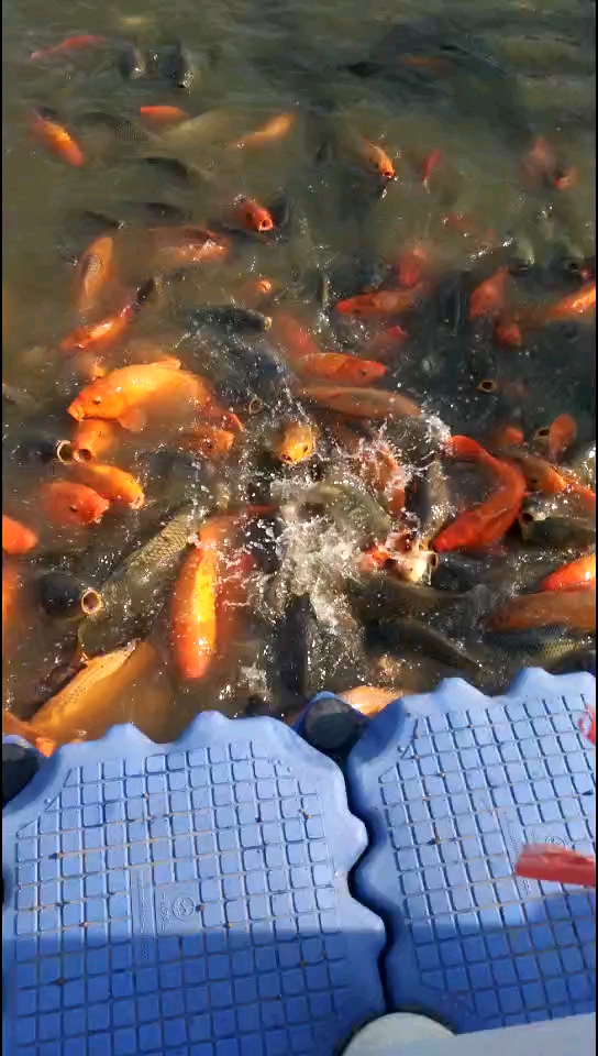 鲤鱼跳龙门,喜欢的点个赞。
