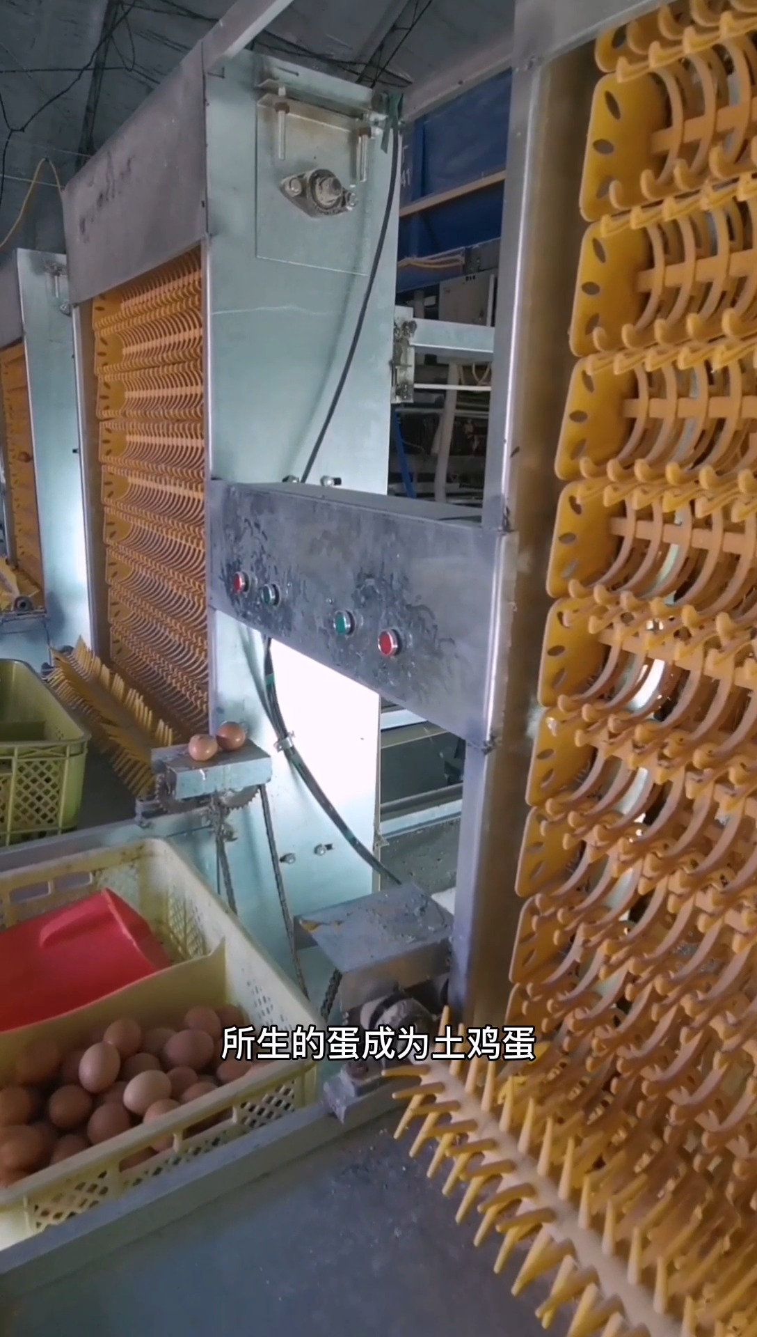 什么是土鸡蛋?富硒姐姐富硒鸡蛋告诉你
