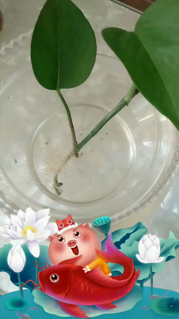 凤尾鱼下崽了