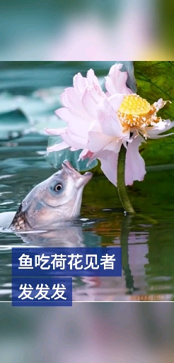 鱼吃荷花