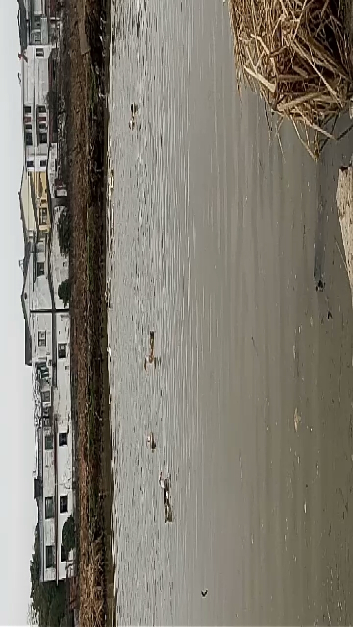 农村的空气就是好,鸭子在池塘里游来游去!真是美好!