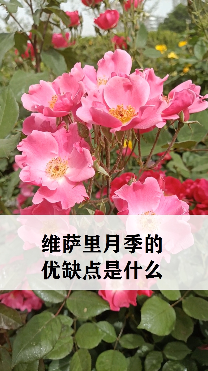 探索奇妙的植物世界,维萨里月季的优缺点是什么