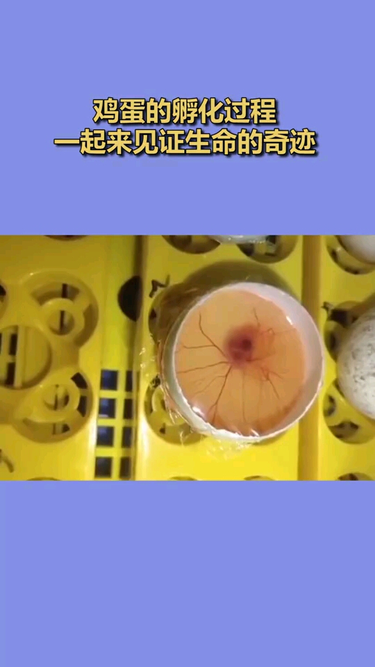 鸡蛋的孵化过程,一起来见证生命的奇迹