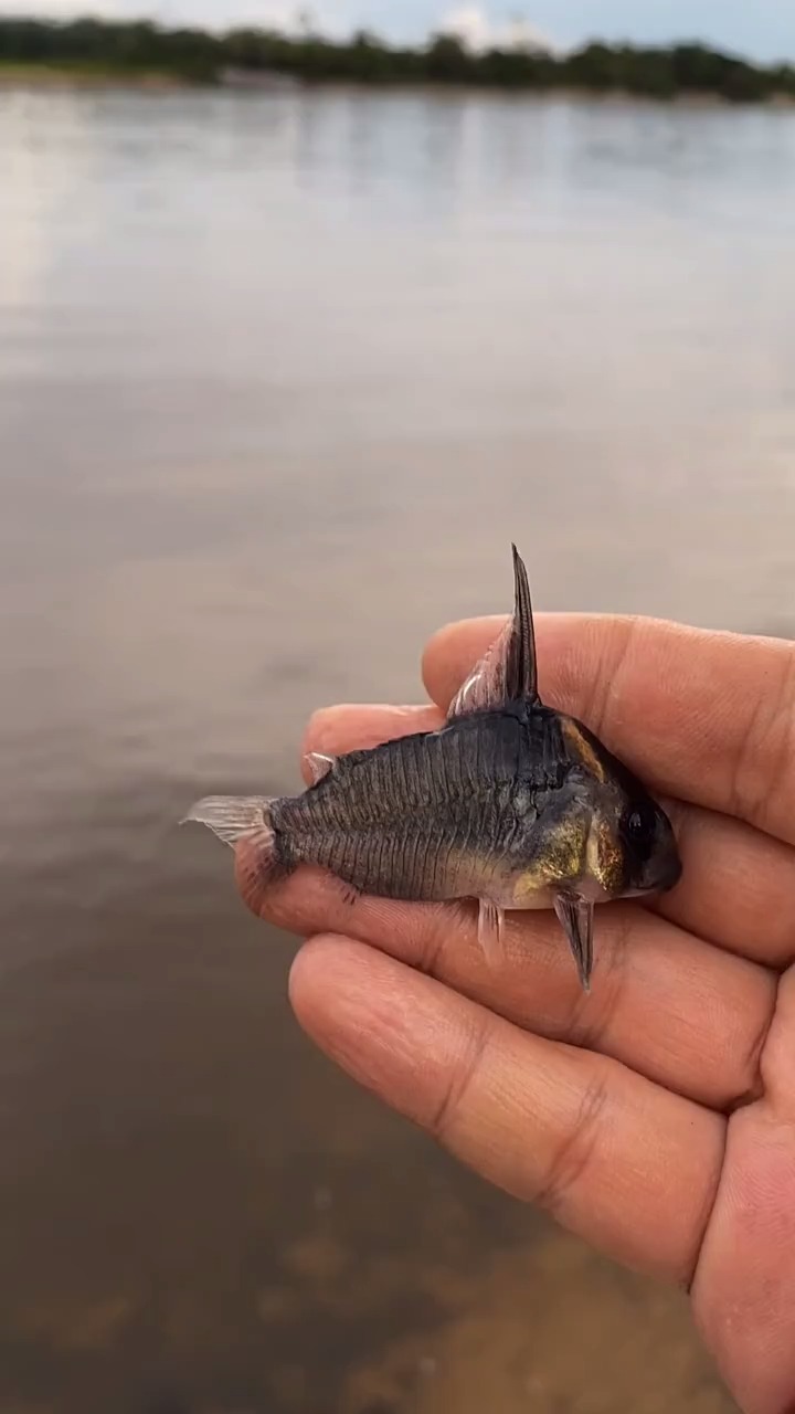 你们见过这种鼠鱼吗