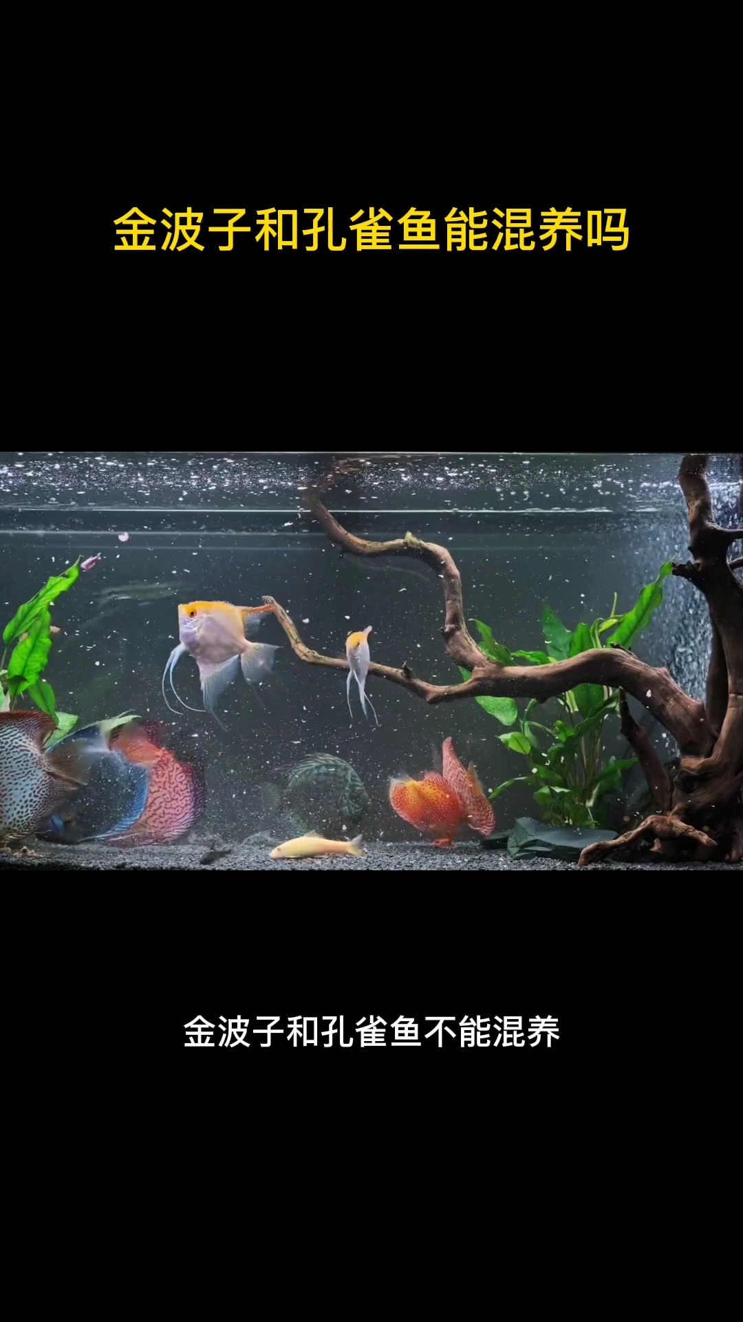 金波子和孔雀鱼能混养吗