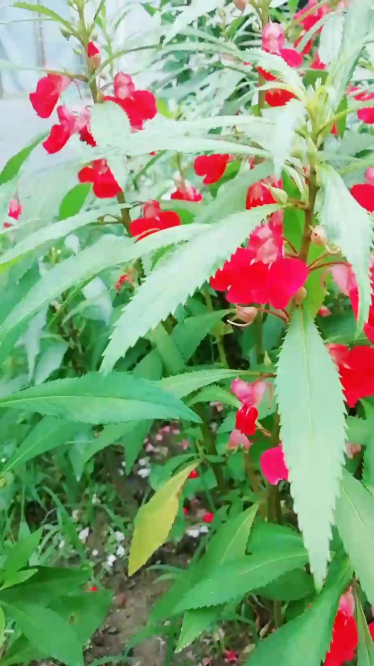 凤仙花:茎及种子入药。茎有祛风湿、活血、止痛之效,用于治风湿性关节痛、屈伸不利;
