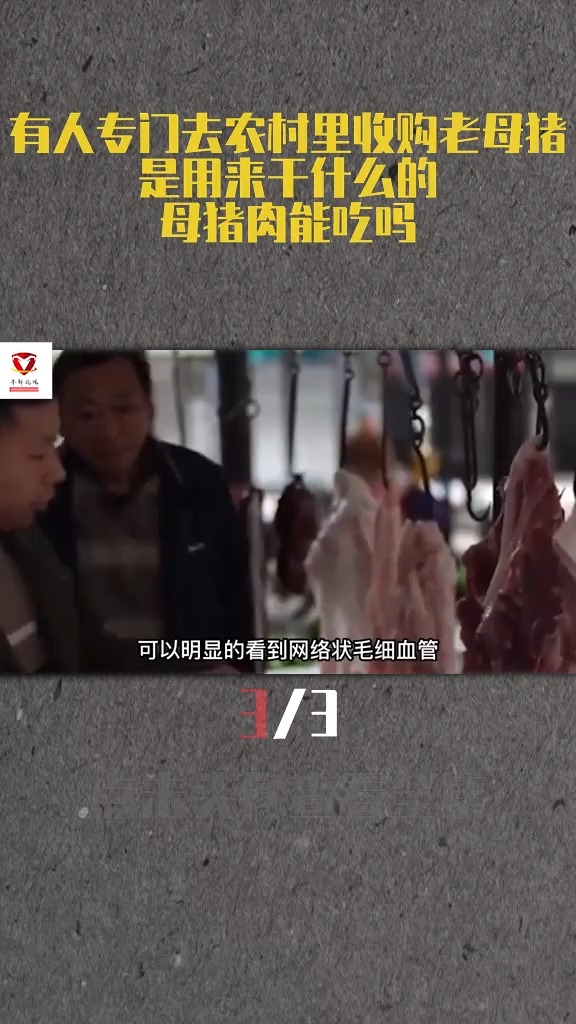有人专门去农村里收购老母猪,是用来干什么的?母猪肉能吃吗?