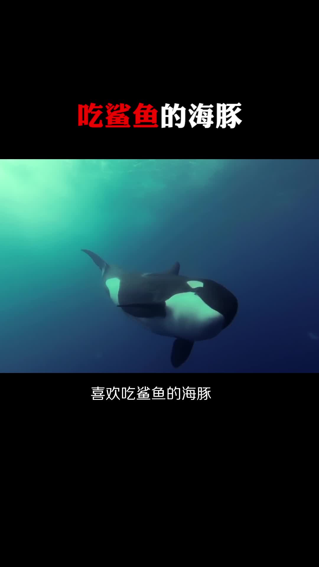 #每天一点冷知识#吃鲨鱼的海豚