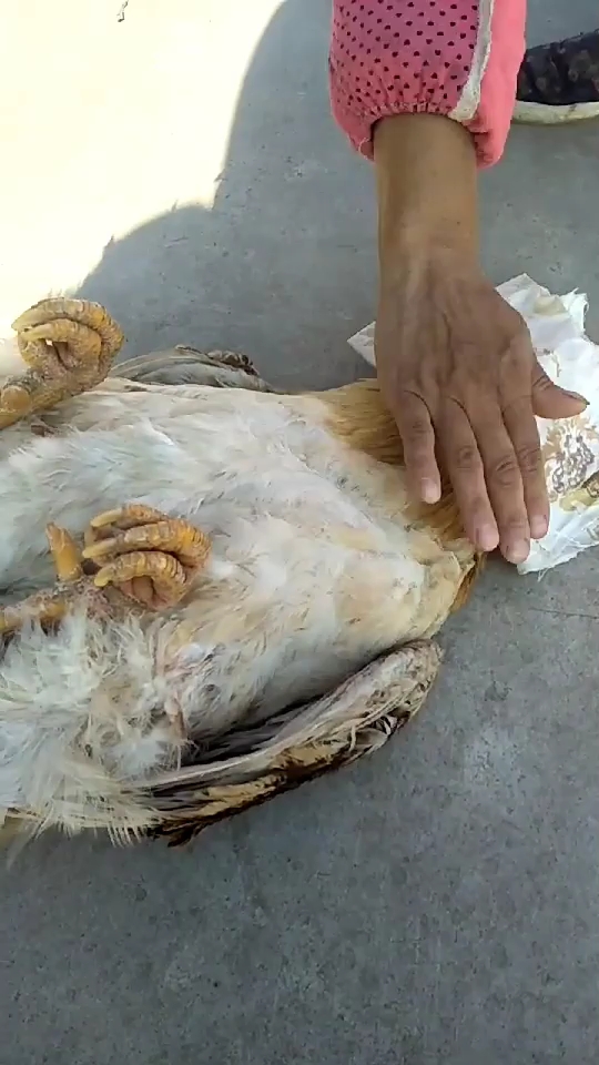 你见过大公鸡这么睡觉的吗