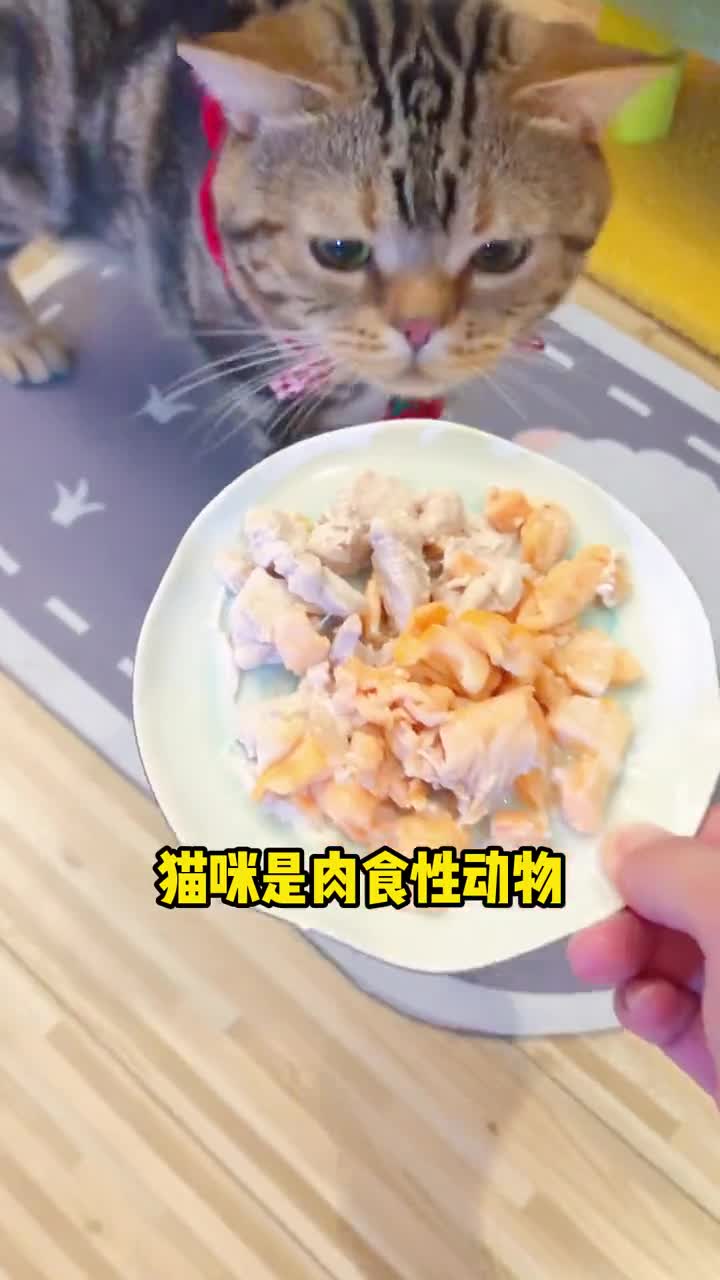 #我要上热门#活得不如一只猫,顿顿都有大鱼大肉!