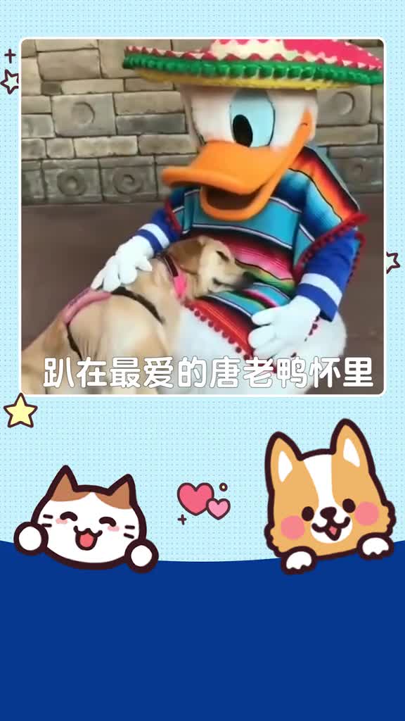 太治愈了!当金毛生日遇见唐老鸭!,耐吉斯宠物世界,,金毛,,迪士尼唐老鸭,