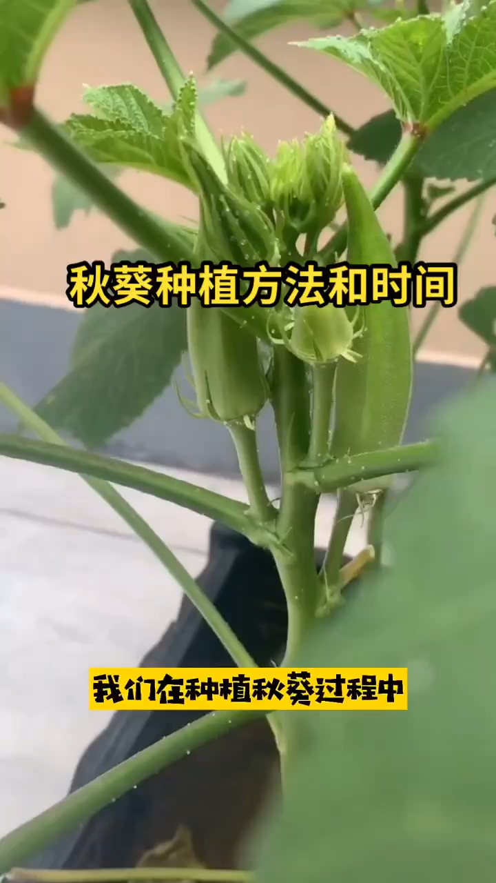 秋葵种植方法和时间