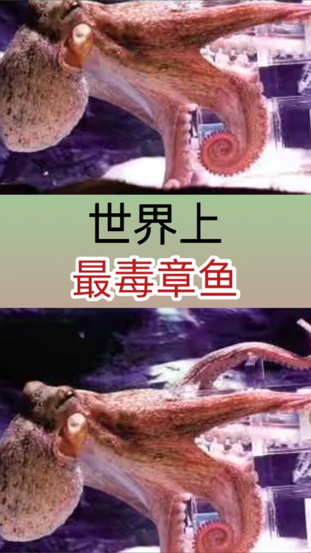 世界上最毒的章鱼你敢吃吗