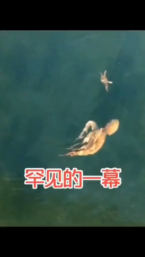 章鱼哥大战蟹老板