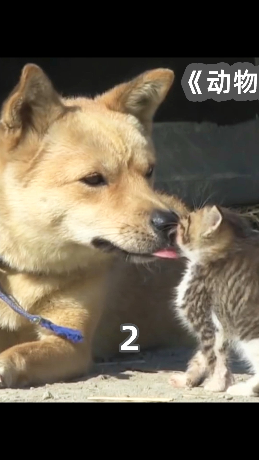 #萌宠#第2段|动物间跨越了物种的爱,鸭子爱上了狗狗。