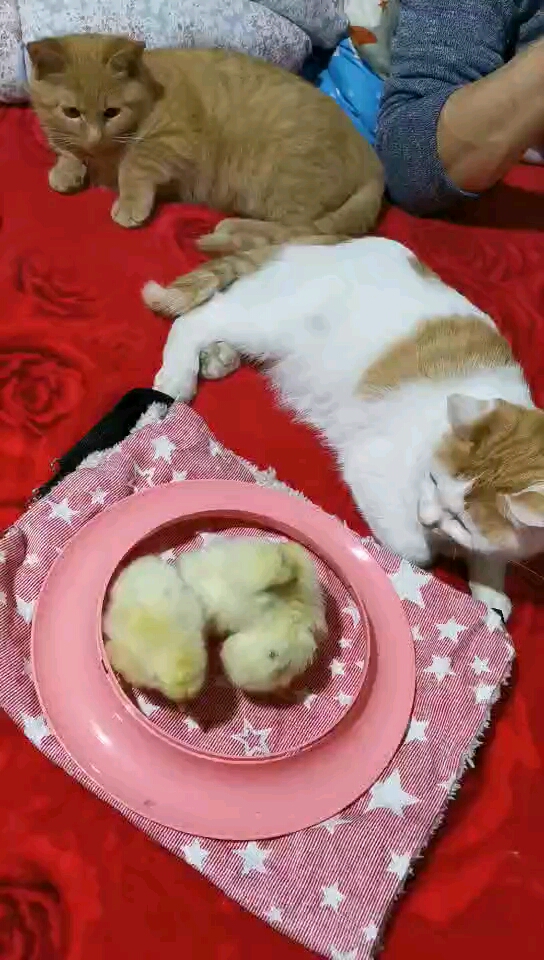 #全民大大#小鸡宝宝不要出了这个圈哦~