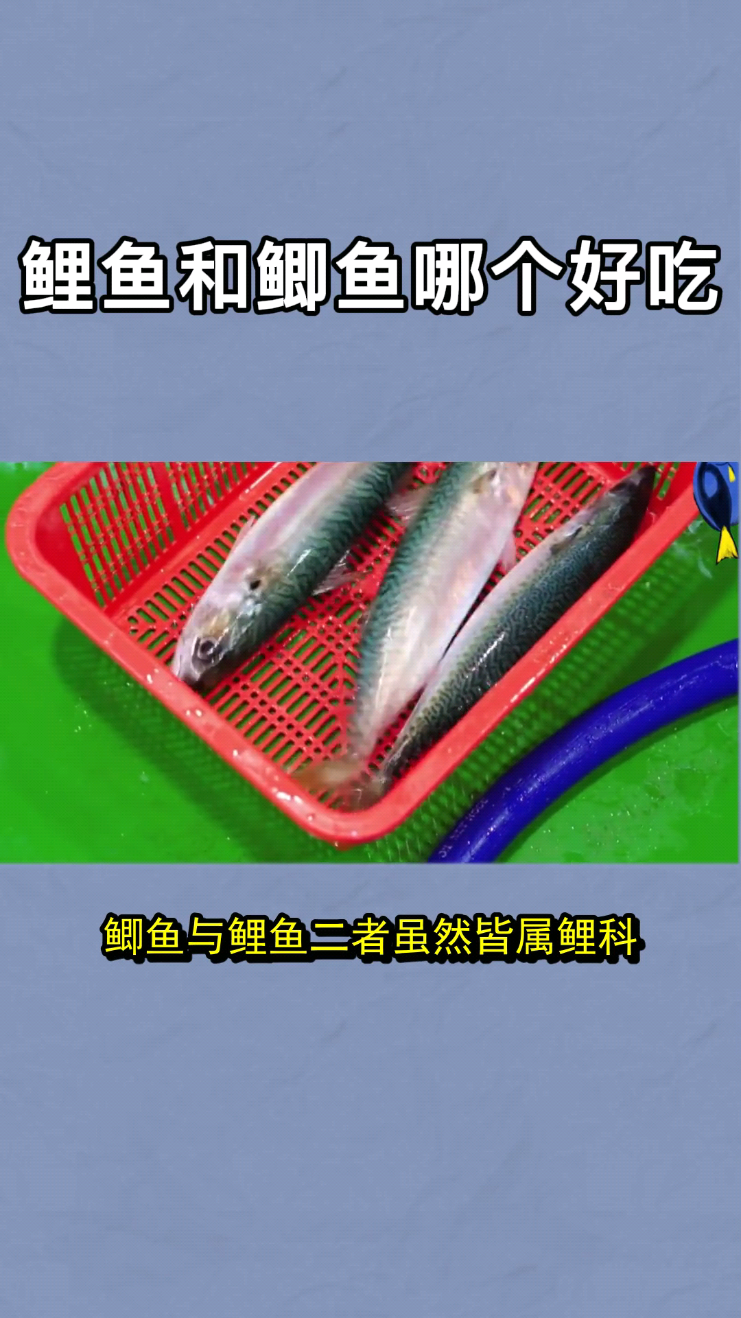 鲤鱼和鲫鱼哪个好吃 