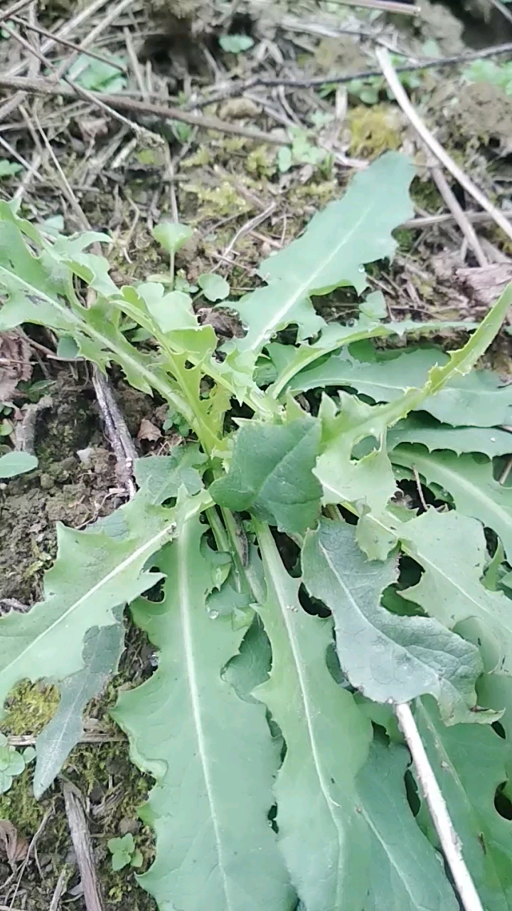 认识这个野菜吗,你们叫什么,有吃过吗,它可以做药哦,有清热解毒消肿排脓的功效