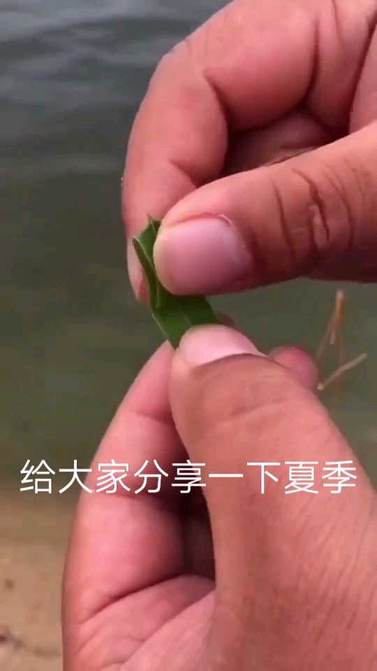 浮钓草鱼用嫩草叶配合玉米挂钩效果不错