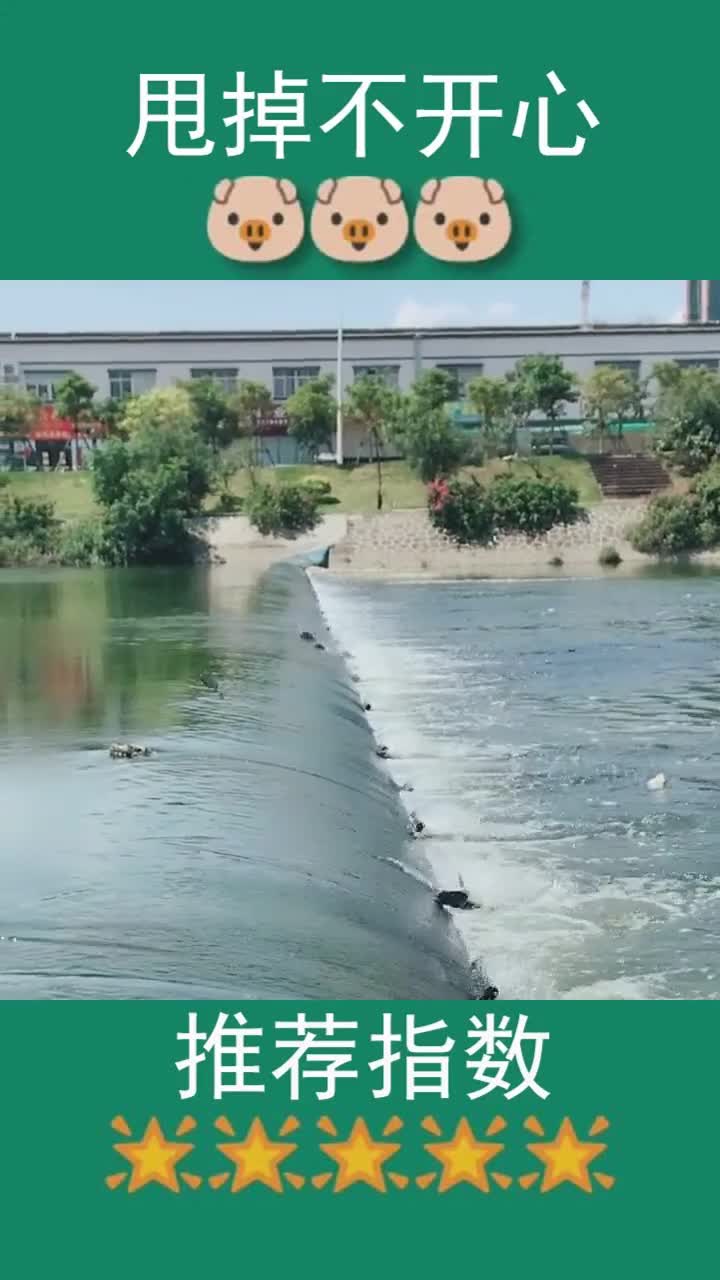 看到真实的鲤鱼跃龙门,我发现我连咸鱼都不如啊