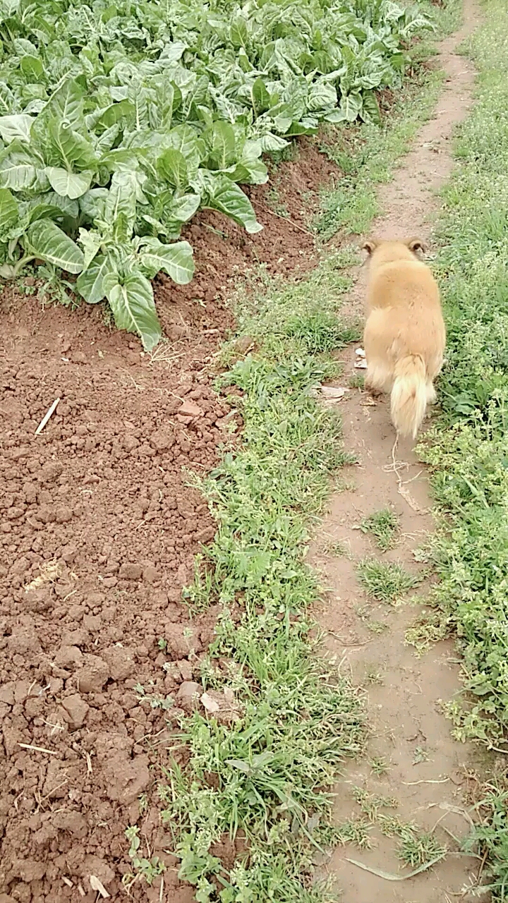 甜莱又叫牛皮菜。