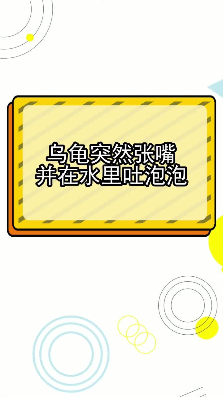 乌龟突然张嘴并在水里吐泡泡,你理解了吗