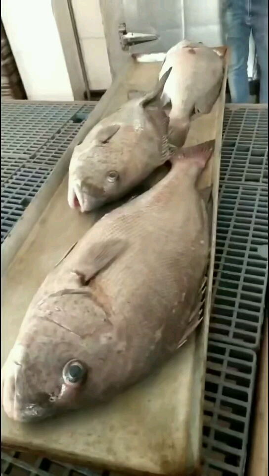 软唇鱼速冻现场哦