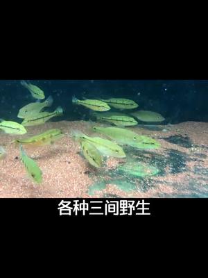 #三间鱼 各种