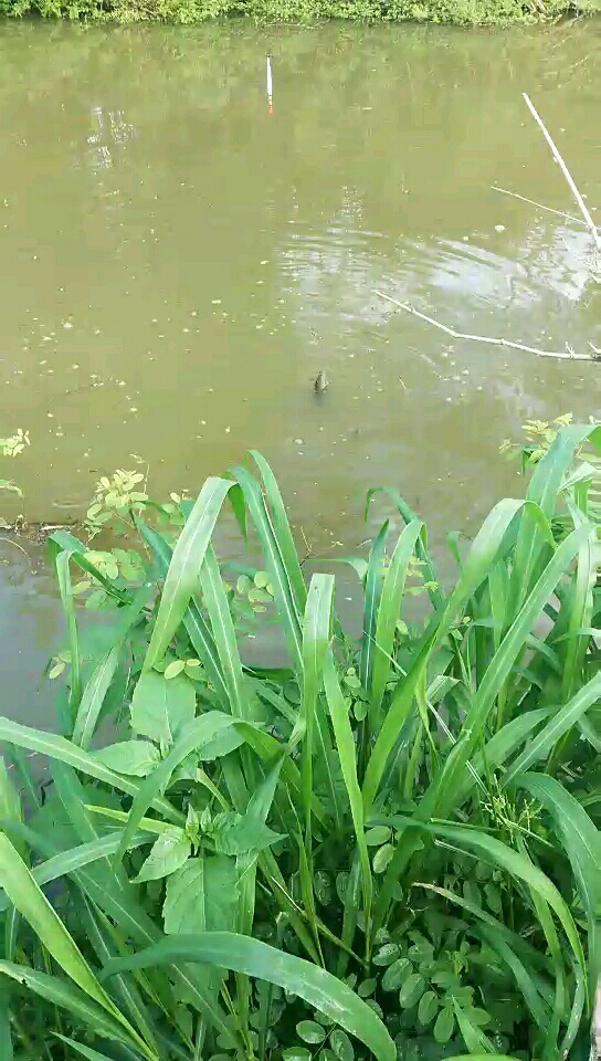 海南野钓淡水石斑鱼