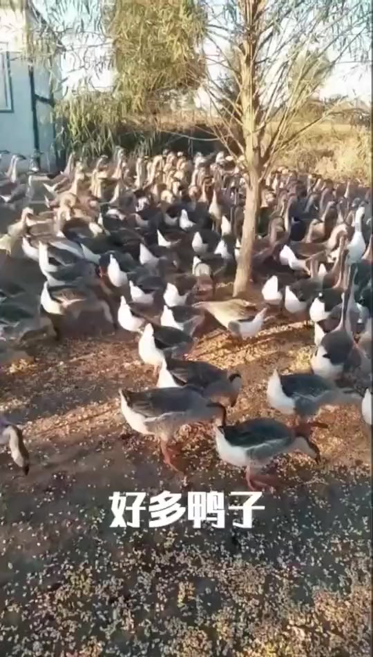 #搞笑段子#哇,好多的鸭子啊