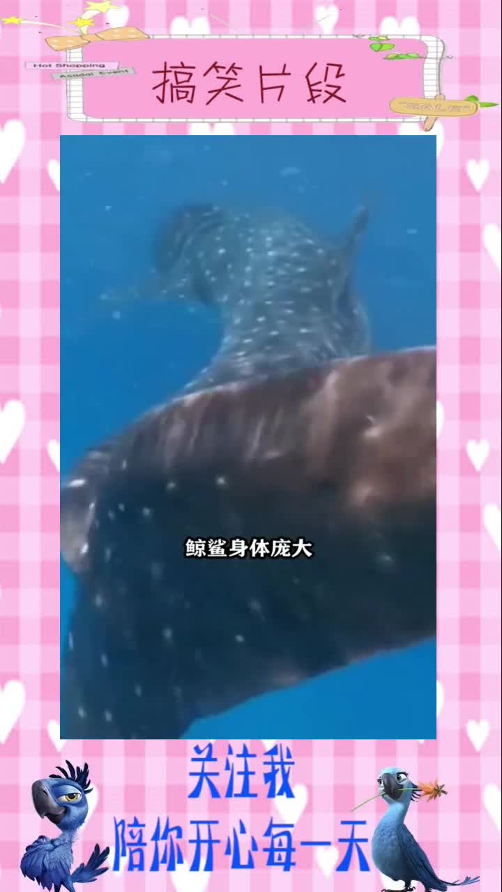 世界上最大鱼是什么鱼,搞笑视频