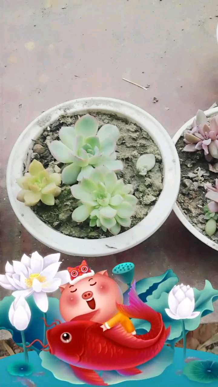 我们的多肉植物