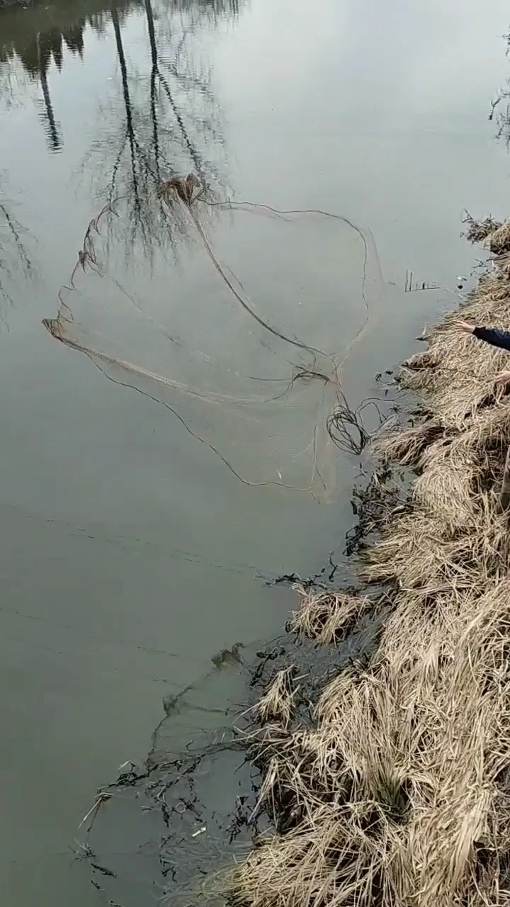 大鱼在中间