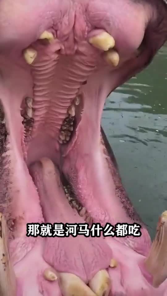 吃草的河马为何不怕吃肉的鳄鱼