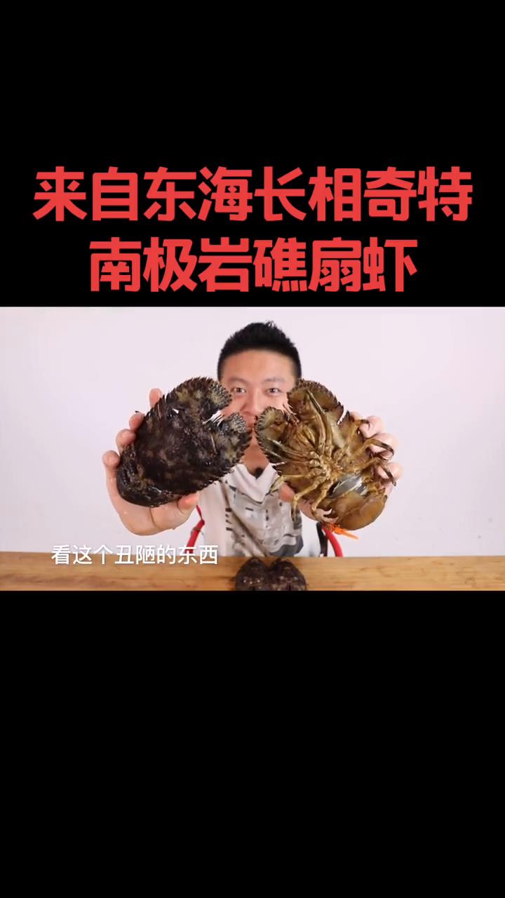 南极岩礁扇虾。和九齿扇虾是近亲,非洲琵琶虾的远亲。反正他们家族都不错!#美食 #海鲜