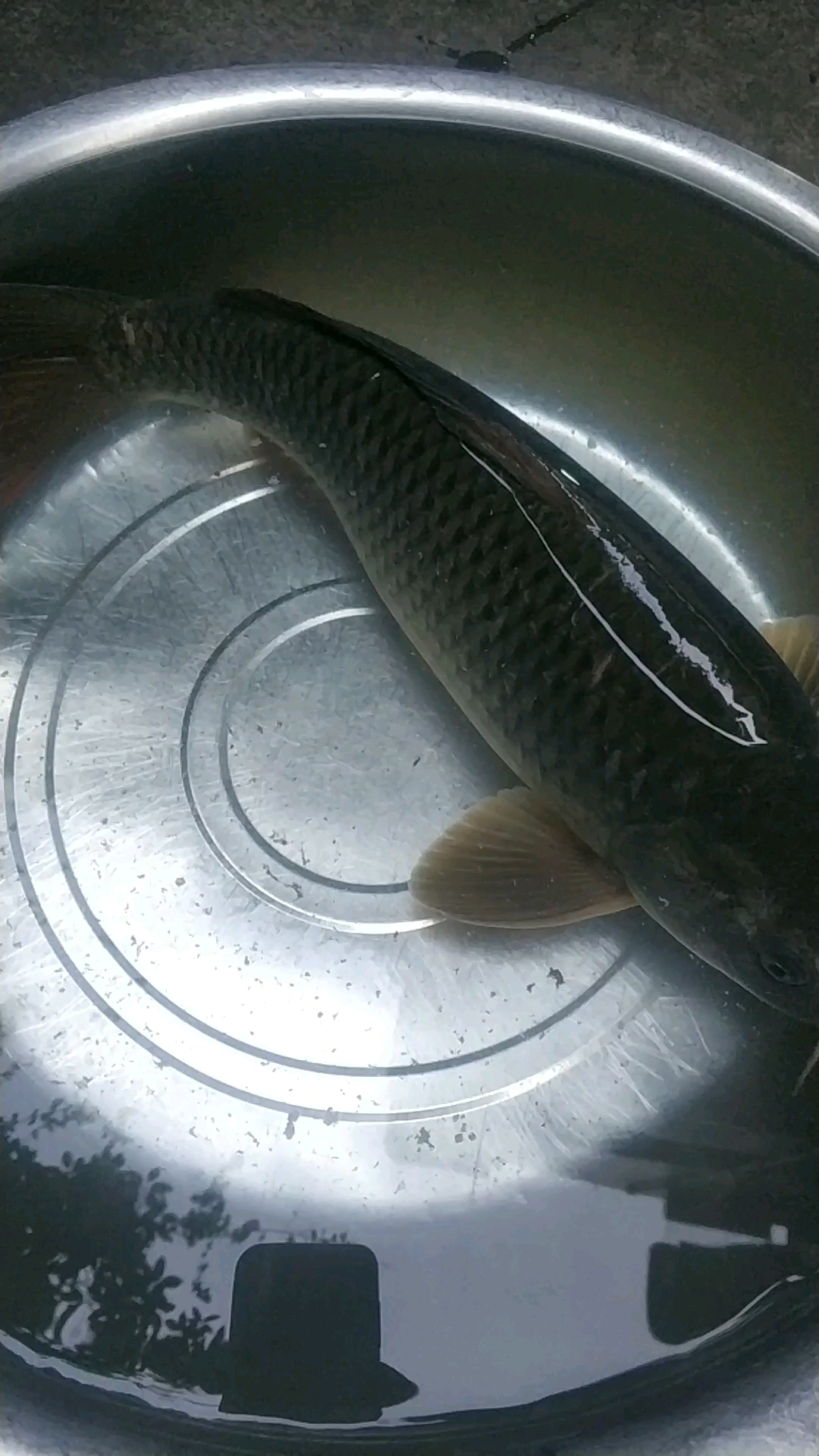 长江大鲤鱼