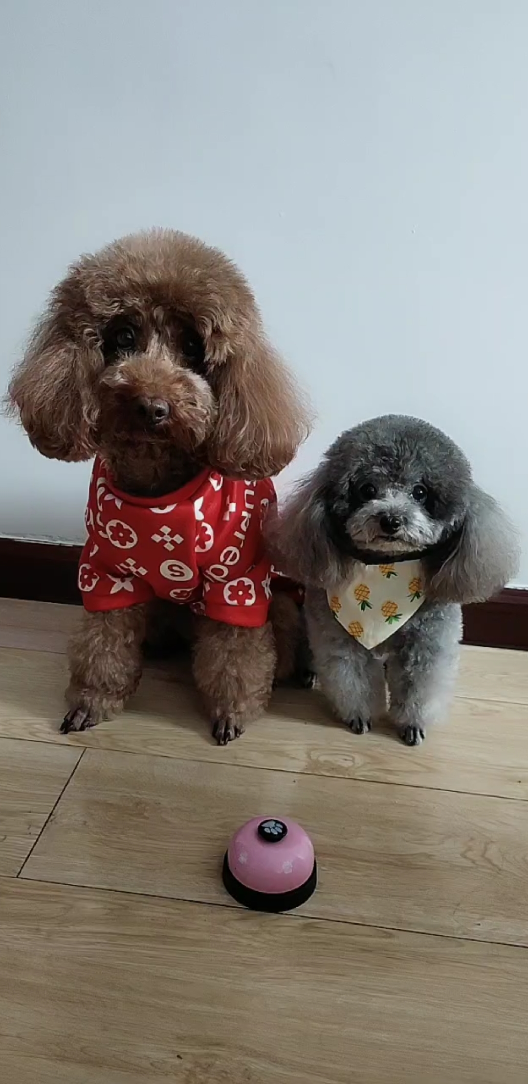 肉干的诱惑力太大了
