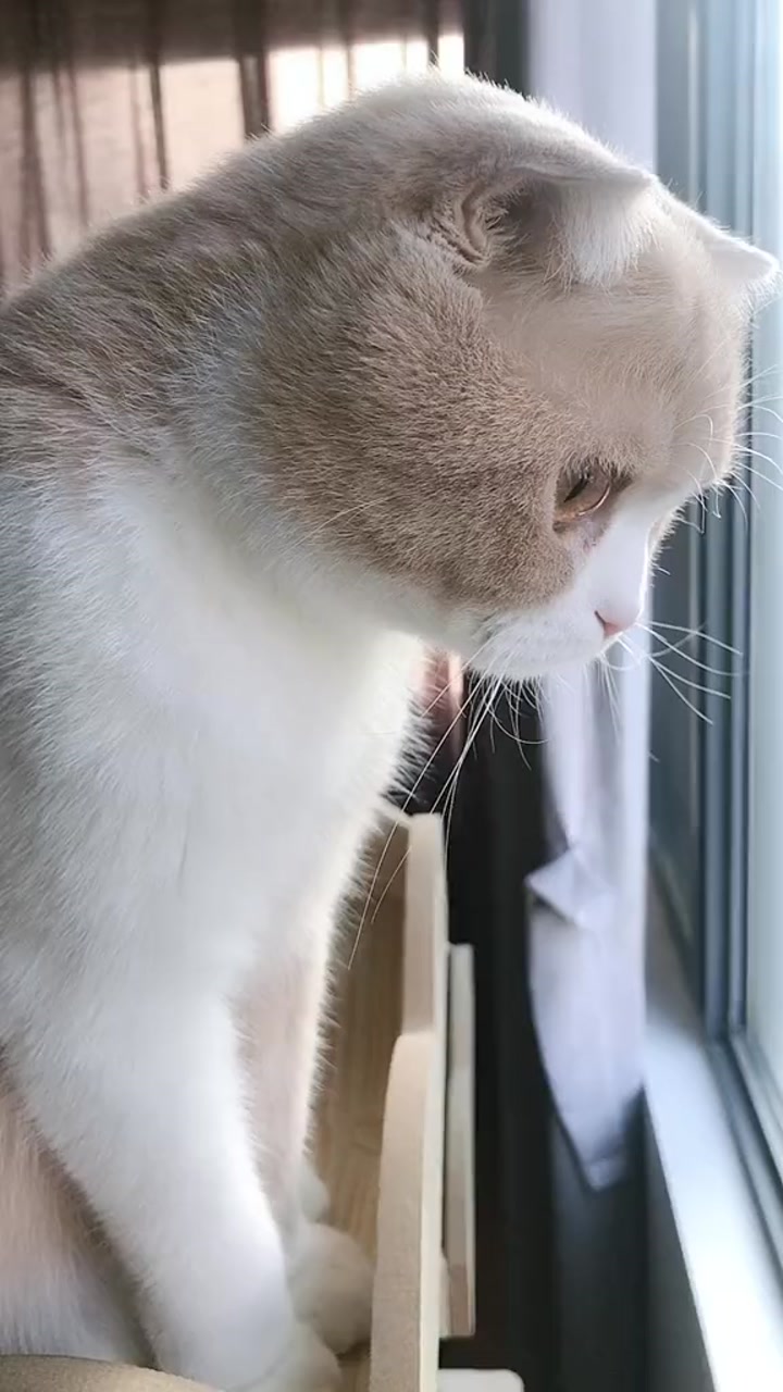 #神宠来袭#馒头每天在窗边猫架观望,会不会有回来的身影。#我家萌宠成精了#