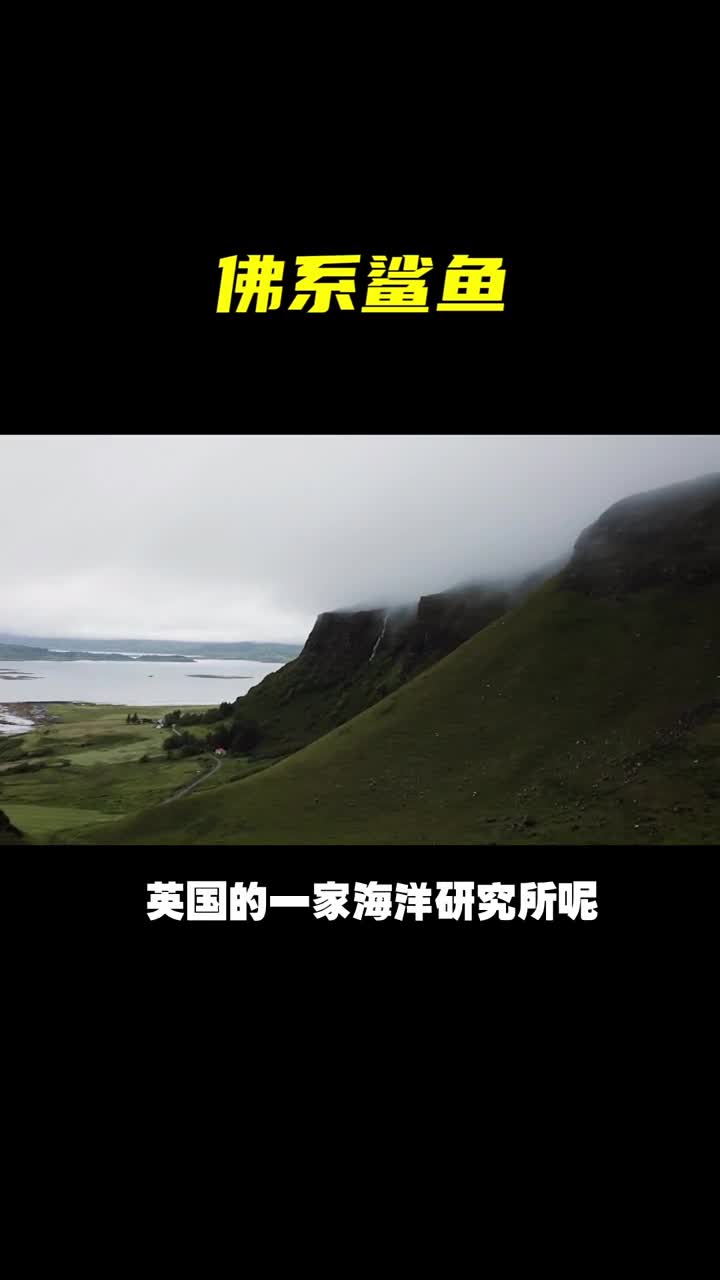 长相凶煞脾气却很温柔,庞大的姥鲨到底是怎样的存在?