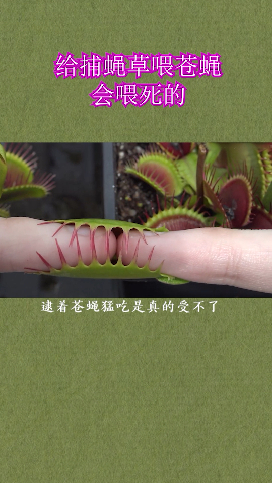 喂捕蝇草吃苍蝇?多少捕蝇草都是这么被主人喂死的。