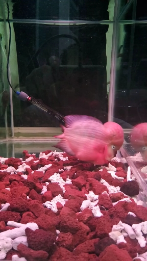 彩虹罗汉鱼
