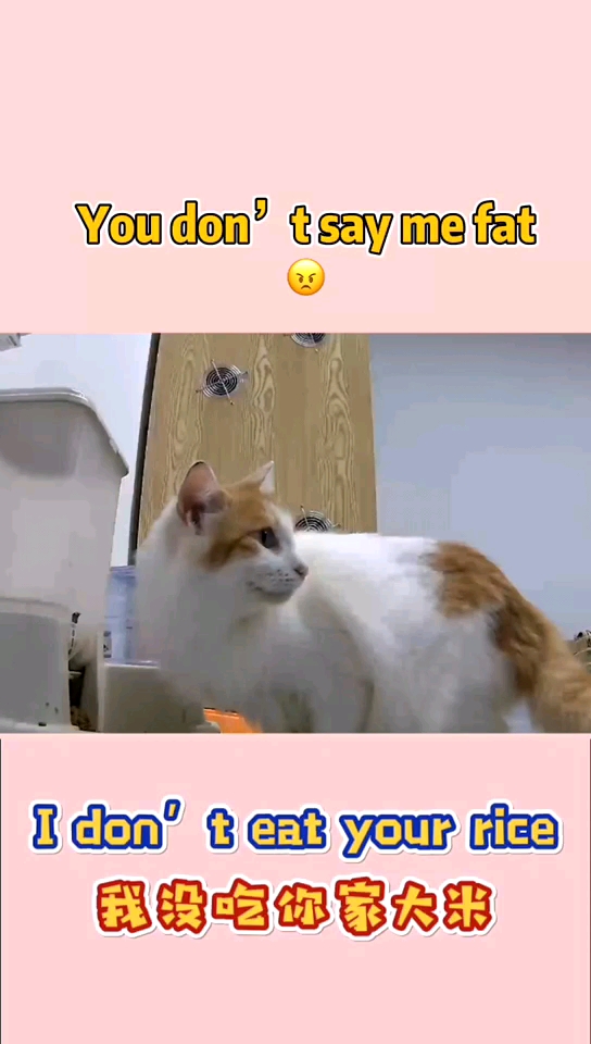 不准说我胖,只是肌肉在膨胀#萌宠#流浪猫